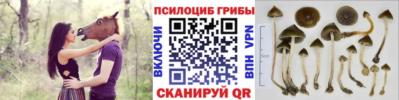 Псилоцибиновые грибы Psilocybe  купить наркотик  Уссурийск 